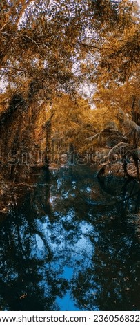 reflection of trees on body of water