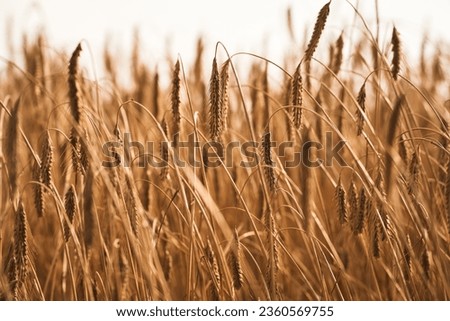 Close-Up of Rye or Wheat Ears in a Field - Agriculture Concept. Sunrise or sunset time. Agriculture background.