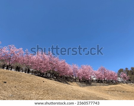 Beautiful Sakura blossom, many sheep with clear sky