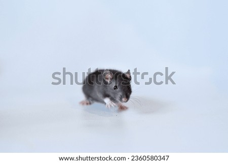 cute adult rat against background