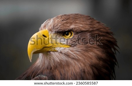 golden eagle, Steinadler, Greifvogel, nahaufnahme, schöne nahaufnahjme von dem gesicht eines steinadlers, vogel.  Royalty-Free Stock Photo #2360585587