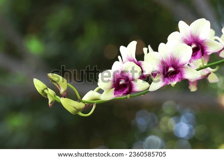 Blooming white with purple center orchid flowers and buds with bokeh background
