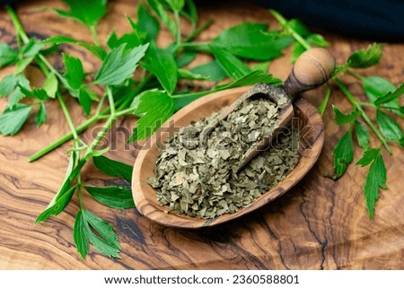 Leaves of the lovage plant Levisticum officinale fresh and dried Royalty-Free Stock Photo #2360588801
