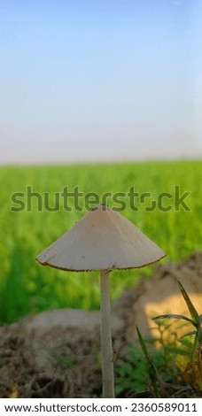  A beautiful picture of mushroom  in nature 