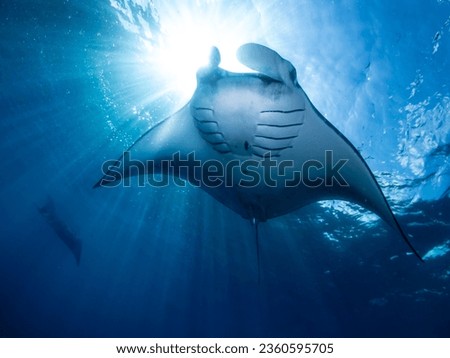 Manta Ray with ambient light Royalty-Free Stock Photo #2360595705