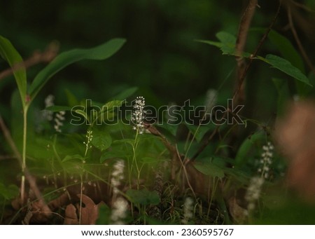Maianthemum bifolium or false lily of the valley or May lily is often a localized common rhizomatous flowering plant. Growing in the forest. Royalty-Free Stock Photo #2360595767