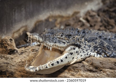 pictures of crocodiles in captivity
