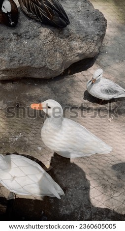 Very cute white call duck