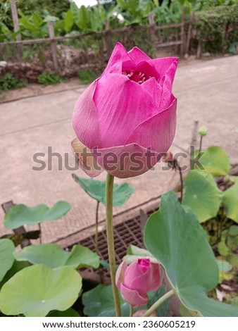 pink lotus, lotus bud photo