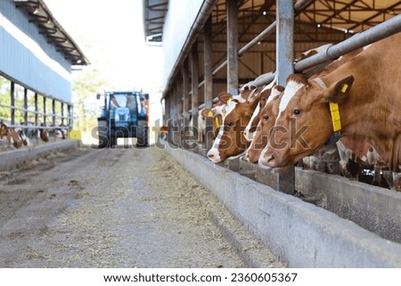 Dairy farm - feeding cows in cowshed, tractor and feed mixer moving in the middle of the barn Royalty-Free Stock Photo #2360605367