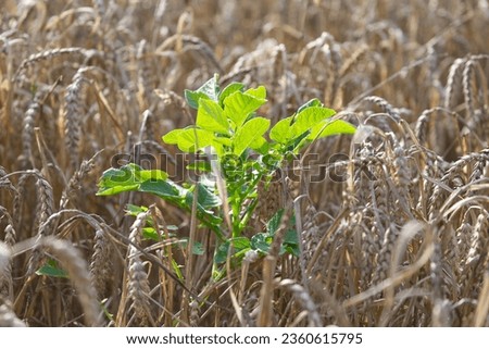 Potato plant amongst a wheat crop, isolated green plant surrounded by grain crop, single potato plant in the middle of wheat field, focus on green plant, medium close up. Royalty-Free Stock Photo #2360615795