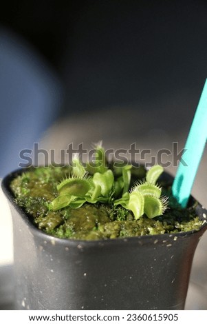 close up of the small venus flytrap 