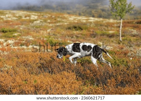 Dog english pointer hunting in the mountains in Norway Royalty-Free Stock Photo #2360621717