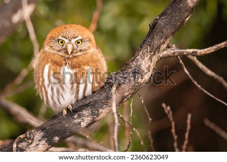Caburé, Small bird similar to the owl. Bird of prey, perched on a branch waiting for food. Patagonia, Argentina.