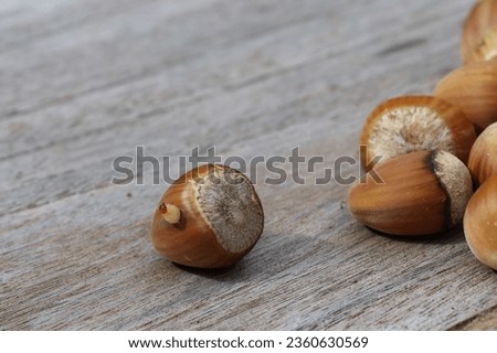 white hazel nut worm climbing out of a nut after chewing a hole in the shell