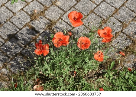 bunch of poppies growing in the joints of a block paved walkway