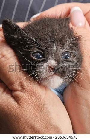 Muzzle of black newborn kitten in a female hands. Woman's hands holding newborn kittens. Shallow depth of  field. 
