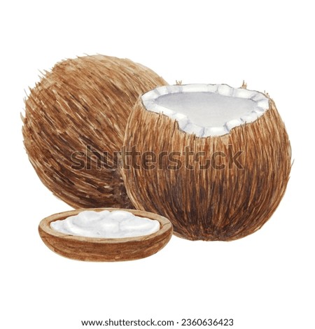 Coconut botanical illustration isolated on white background. Watercolor hand drawn clip art. Half a broken, whole cocoanut and cream, oil for cosmetic, cooking. Good for spa salon, hotel, restaurant