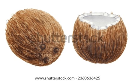 Coconut botanical illustration isolated on white background. Watercolor hand drawn tropical clip art. For prints, cards, textile. Painting for menu, prints, textile. Good for travel, spa, restaurant