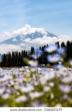 flower field in front of fuji mountain