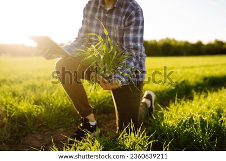 Close-up of an agronomist in a green wheat field holding a green wheat sprout with soil. An experienced farmer checks the wheat harvest in the field. Ecology, gardening concept.