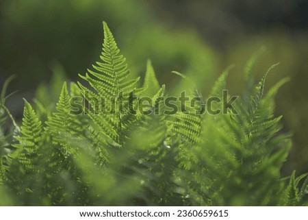 Fern thickets. Full frame. Selective focus.
