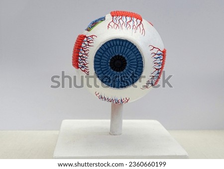 human Eye Anatomical Model, eye model, medical eye model, human eye          