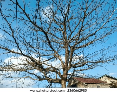 Drying tree trunks and branches photographed during the day against a blue sky background
