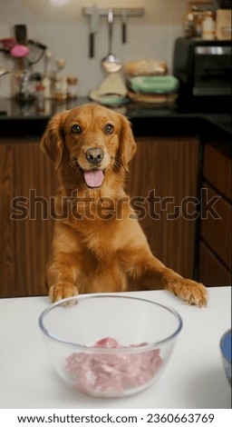 Vertical photo of a Golden Retriever dog standing with its front paws on the table and watching a camera. The dog begs for a piece of meat. Bowl of meat on the table in front of the dog.