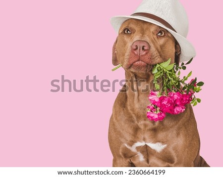 Cute brown puppy, sun hat and bright flowers. Close-up, indoors. Studio shot. Congratulations for family, relatives, loved ones, friends and colleagues. Pet care concept