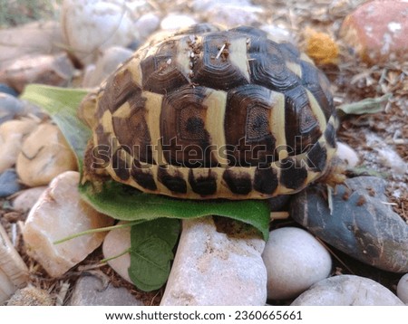 A small turtle looking for food among the stones
