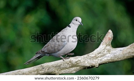 Collared dove on a log in the woods