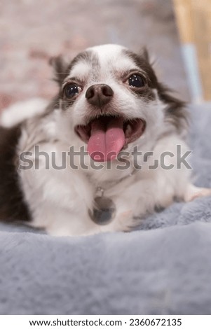 Closeup portrait of small funny beige mini chihuahua dog, puppy. Studio shot of an adorable Chihuahua puppy standing on gray and white background.