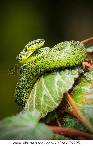 Snakes are elongated, limbless, carnivorous reptiles of the suborder Serpentes. Like all other squamates, snakes are ectothermic, amniote vertebrates covered in overlapping scales. Royalty-Free Stock Photo #2360679725