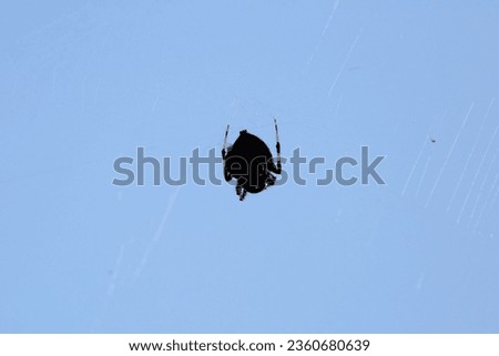Spotted orbweaver spider (Neoscona crucifera) hanging from a piece of web thread Royalty-Free Stock Photo #2360680639