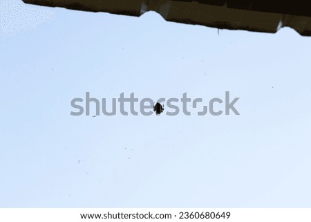 Spotted orbweaver spider (Neoscona crucifera) hanging from a piece of web thread Royalty-Free Stock Photo #2360680649