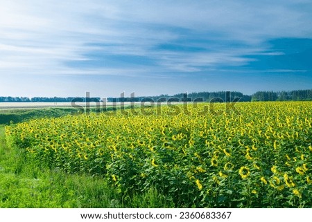 An endless field with ripening bright yellow sunflowers on a sunny day against a blue sky. Horizontal photo.