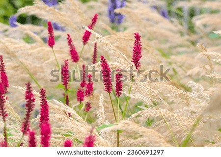 ripe halms of light grass with red flowers in a wild rural garden