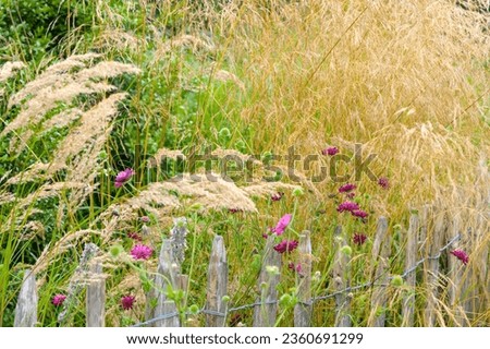 ripe halms of light grass with red flowers in a wild rural garden