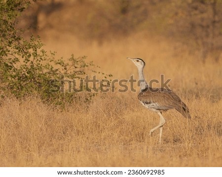 Majestic Great Indian Bustard in the wild expanse of Desert National Park, Jaisalmer. A symbol of grace and rarity, captured in its natural habitat Royalty-Free Stock Photo #2360692985