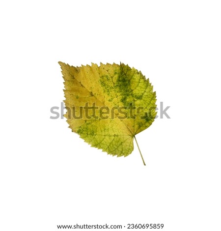 Bright yellow green linden leaf, cutout object, isolated element for decor, design ideas, seasonal fall colorful mood, soft focus and clipping path