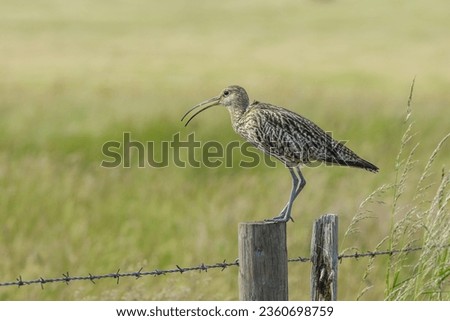 Curlew, Scientific name, Numenius arquata.  Close up of an adult curlew on a fence post in natural farmland habitat, facing left and calling with open beak.  Curlew are a declining species