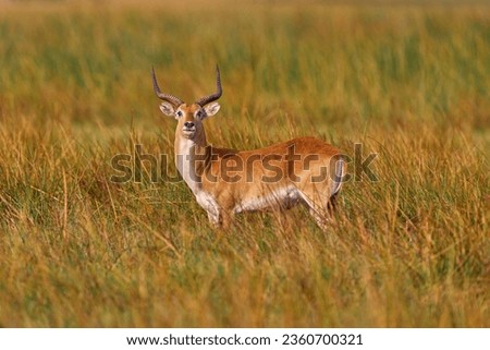Lechwe in the grass, Okavango delta in Botswana, Africa. Wildlife nature. Red lechwe, Kobus leche, big antelope found in wetlands of south-central Africa. Animals in the nature habitat. 