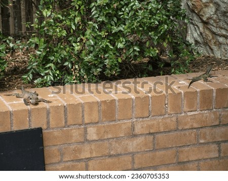 two lizards basking in the sun atop a brick wall