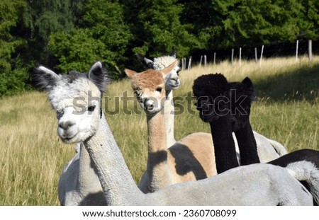 Group picture with alpacas in the Black Forest