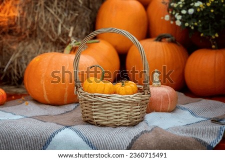 Autumn harvest. Small decorative pumpkins in a wicker basket on a plaid blanket.