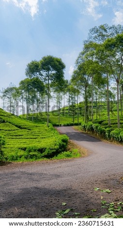 Picture of the street in the tea plantation area with the weather being so sunny and beautiful
