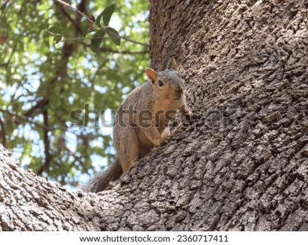 An adorable squirrel in a tree! his name is Fred. 