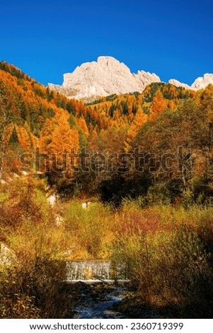 Incredible view of yellow trees illuminated by the rising sun. Colorful autumn morning in Dolomite Alps, Val Gardena location, Italy. Beauty of nature concept background. Royalty-Free Stock Photo #2360719399