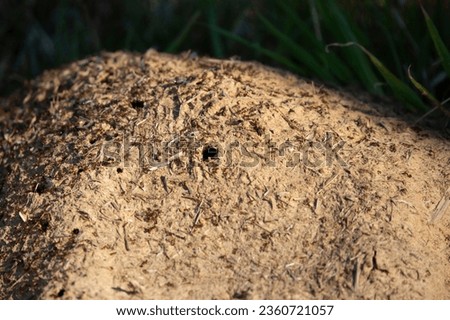 Imported fire ants (Solenopsis invicta) crawling in and out of their ant hill